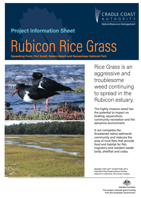 Rubicon Rice Protocol Rubicon Rice Grass Project Information Sheet | Cradle Coast Authority