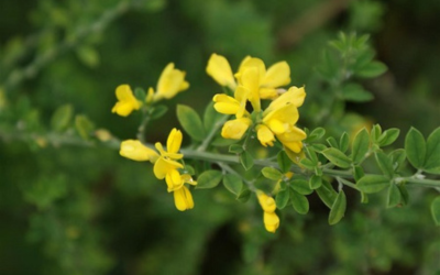 Cradle Coast Regional Priority Weeds