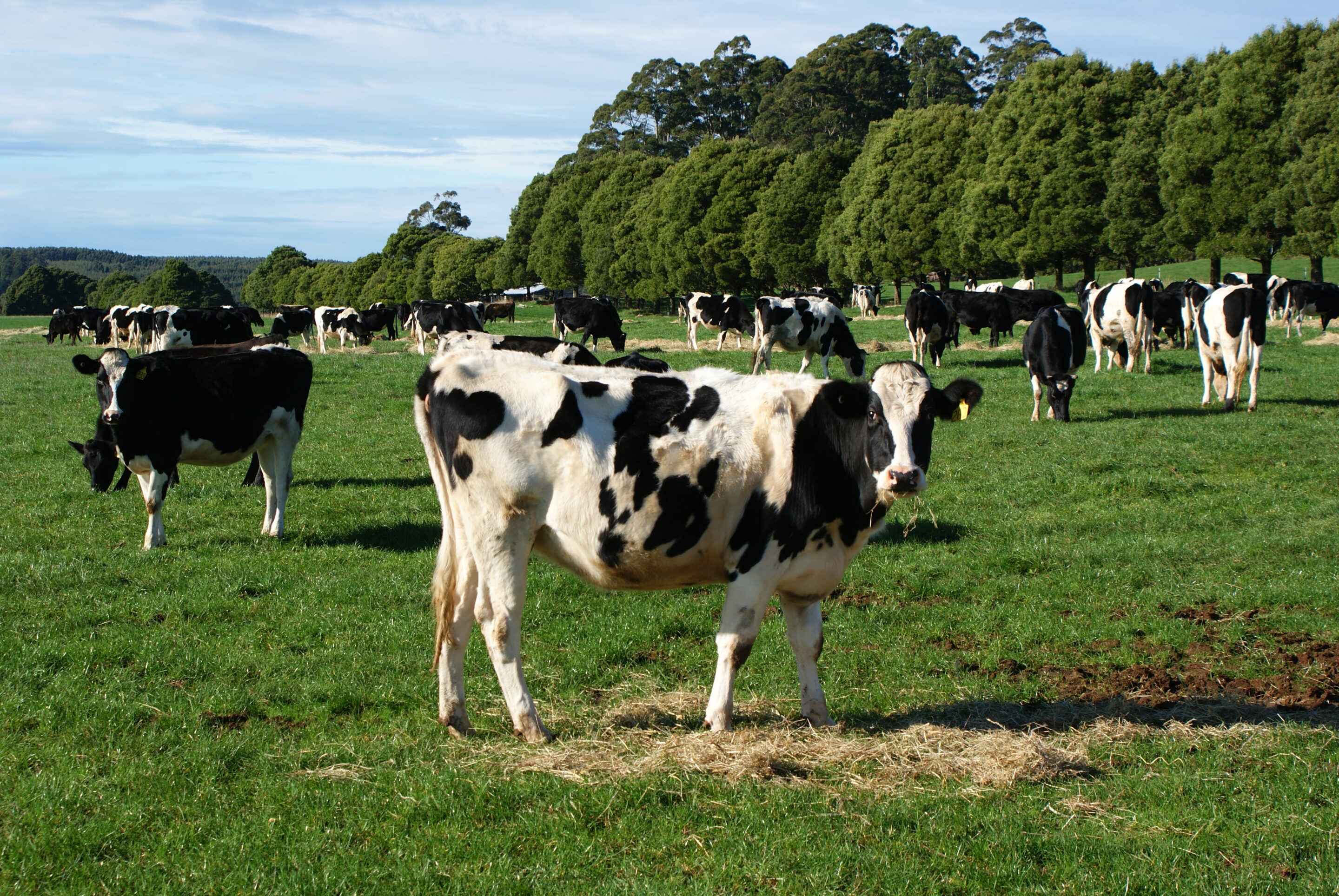 Black and white cows grazing in a green field, with trees in the background and a blue sky overhead.