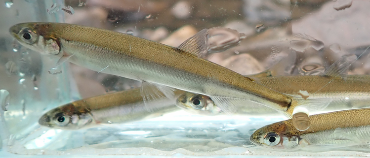 Small, slender fish with silvery-brown bodies swimming in a clear aquarium.