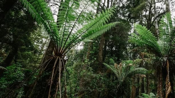 Tall tree ferns and green foliage beneath large tree canopy in a dense forest.
