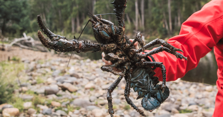 A person in a red jacket stands on a rocky riverbank in a forest, holding a large spiny freshwater crayfish with both pincers raised.