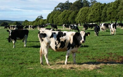 Dairy Resilience Program