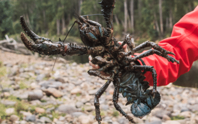 Mid-project crayfish surveys show populations are looking strong